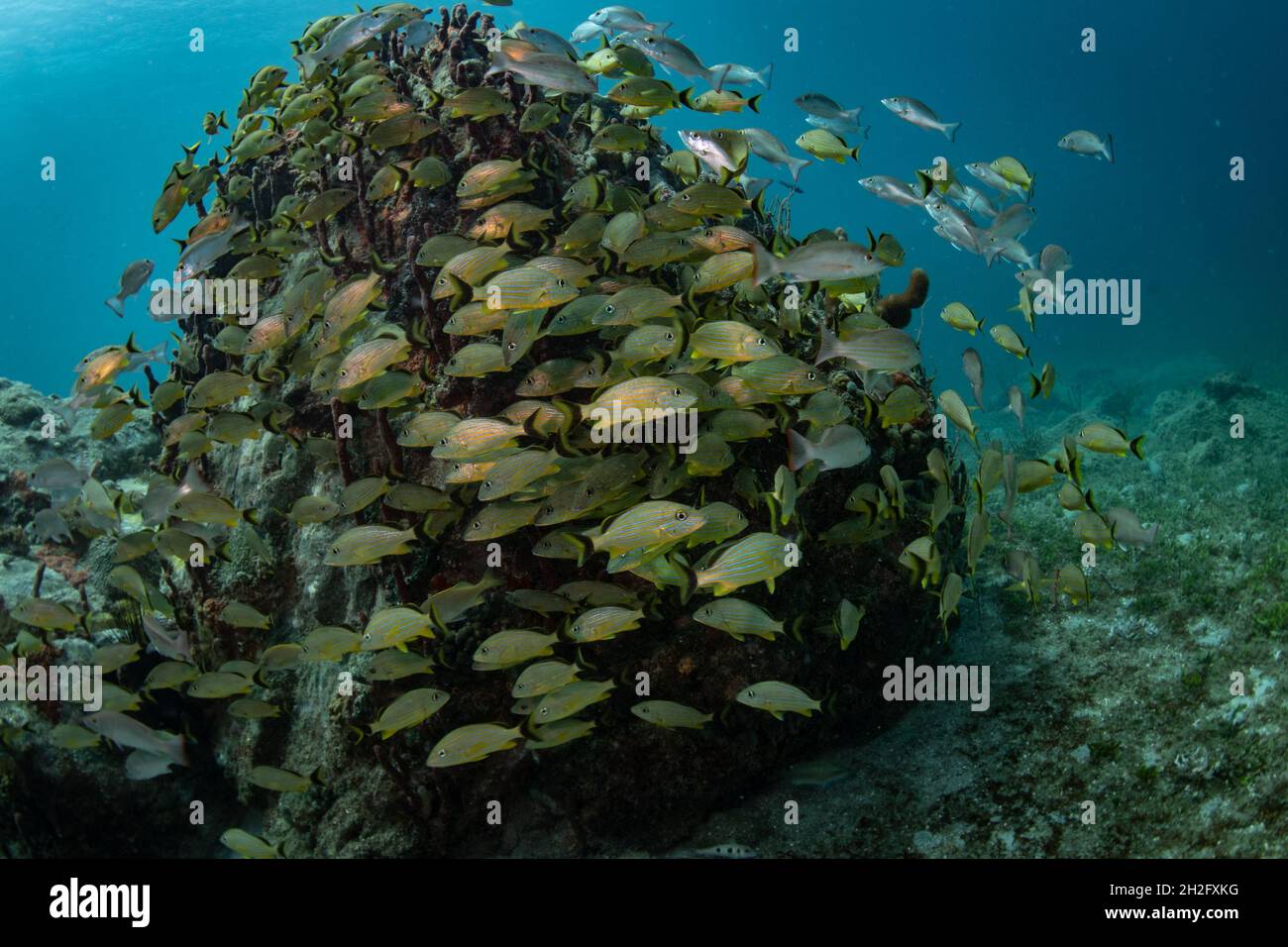 La scolarisation des poissons sur le récif au large de l'île néerlandaise de Sint Maarten Banque D'Images