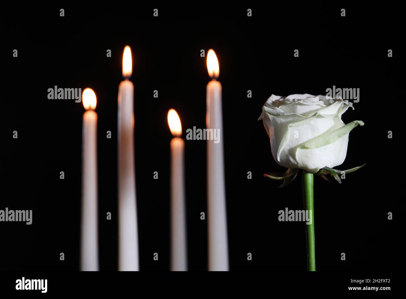 Rose blanche et bougies bruitées dans l'obscurité, espace pour le  texte.Symbole funéraire Photo Stock - Alamy