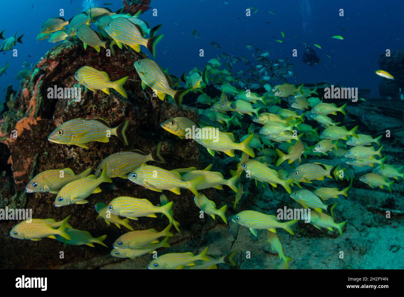 La scolarisation des poissons sur la divesite du Tiegland au large de l'île néerlandaise de Sint Maarten Banque D'Images