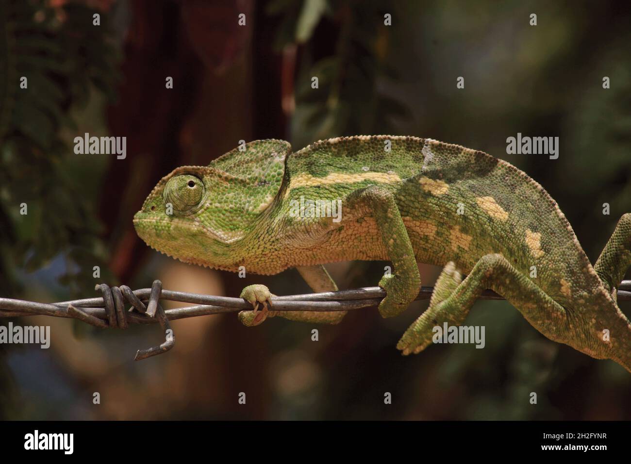 Caméléon dans le désert du Sahara occidental, au Maroc Banque D'Images