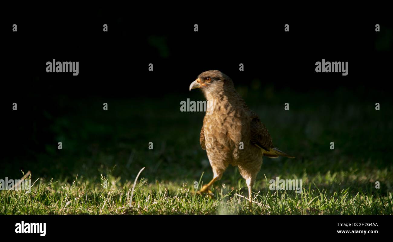 oiseau de proie sur le terrain. chimango Banque D'Images