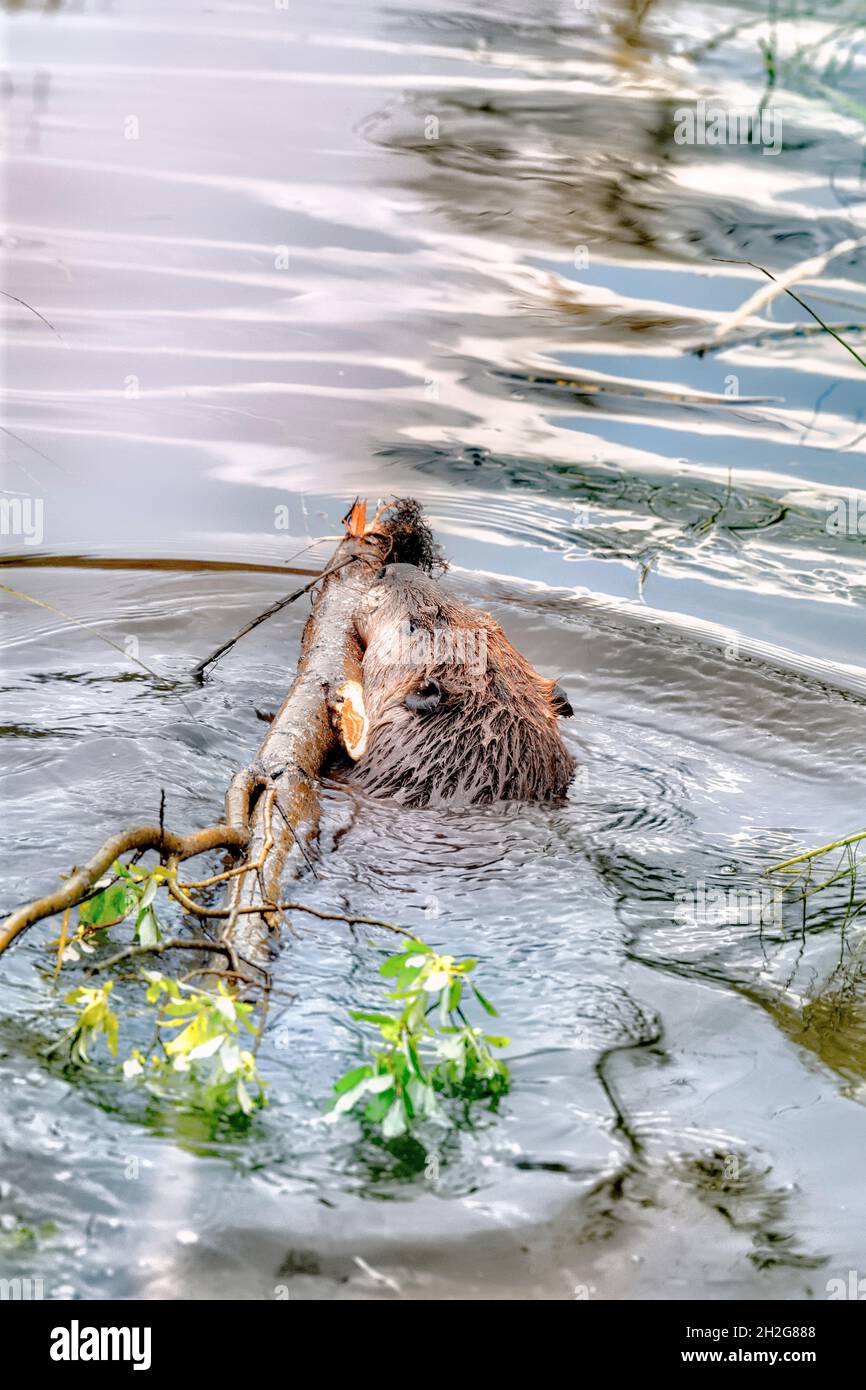 Un castor adulte 'Castor canadensis', transportant un peuplier faux-tremble frais jusqu'à sa pile alimentaire dans son étang de castors, dans les régions rurales du Canada de l'Alberta. Banque D'Images