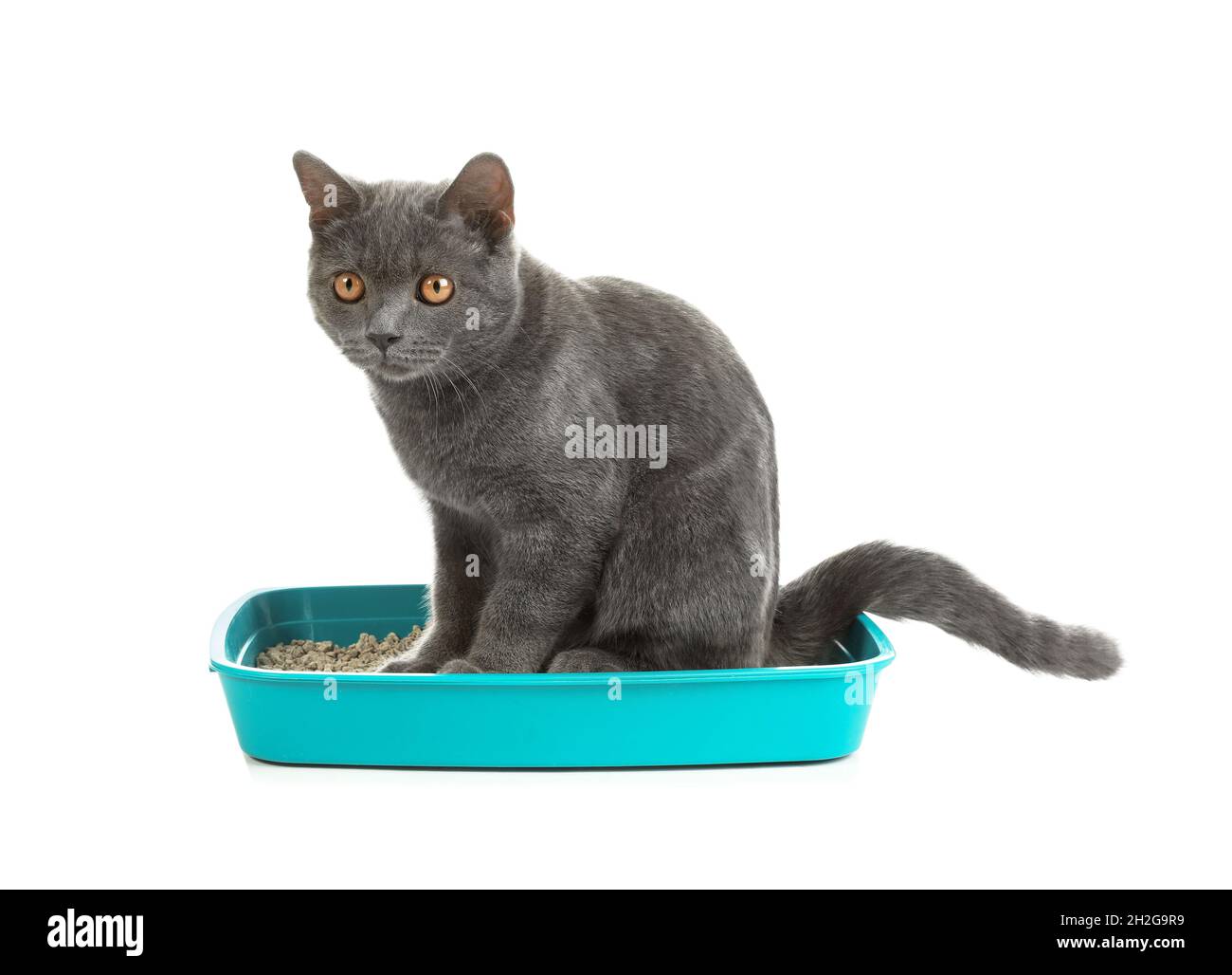 Sur Les Toilettes Pour Chat Banque d'image et photos Alamy — free download