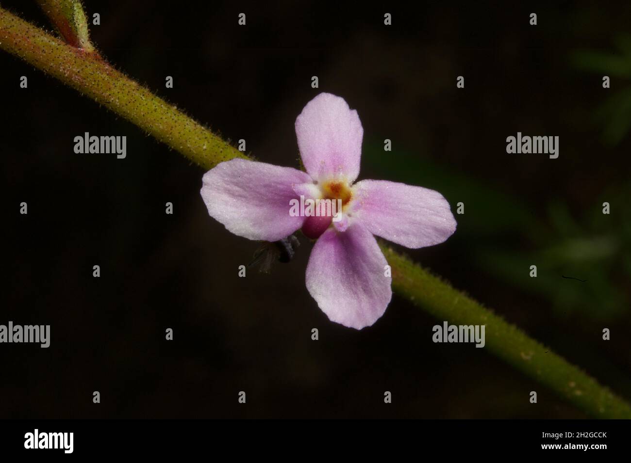 Une plante de déclenchement d'herbe (Stylidium Graminifolia) montrant le déclencheur de pollen minuscule au centre de la petite fleur rose - attendant un insecte de visite. Banque D'Images