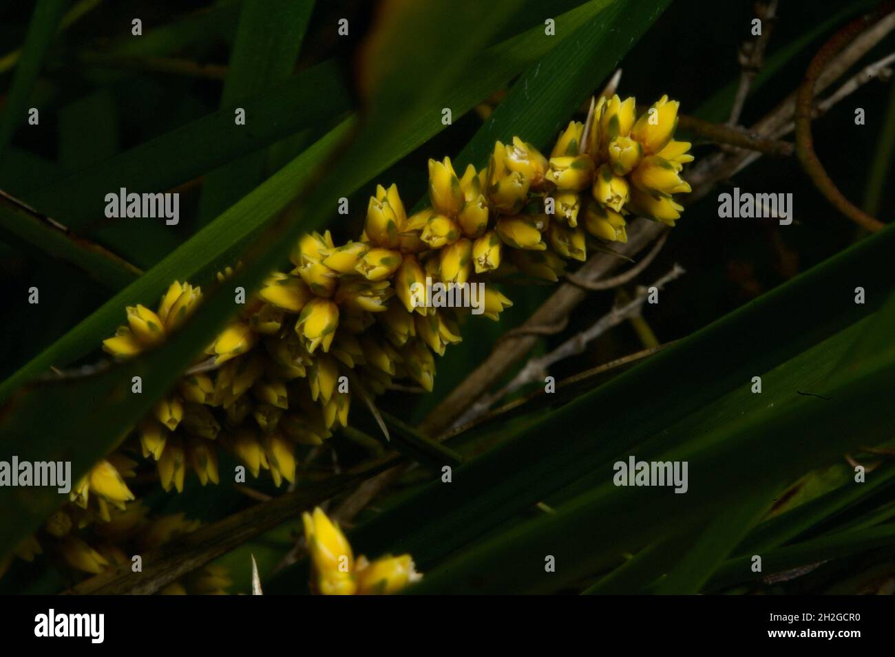 Si vous avez planté des herbes dans un pot pour la décoration - c'est à quoi ressemblent leurs fleurs.Hottle Mat Rush (Lomandra filiformis) à Hochkins Ridge. Banque D'Images