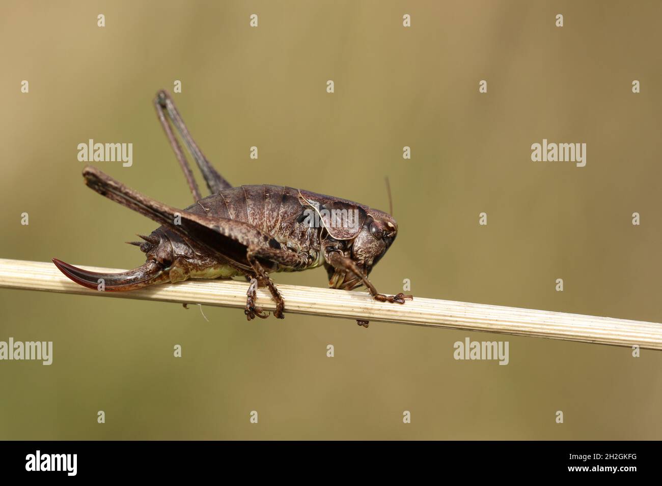 Un Bush-Cricket foncé, Pholidoptera griseoaptera, reposant sur une tige de plante dans un pré. Banque D'Images