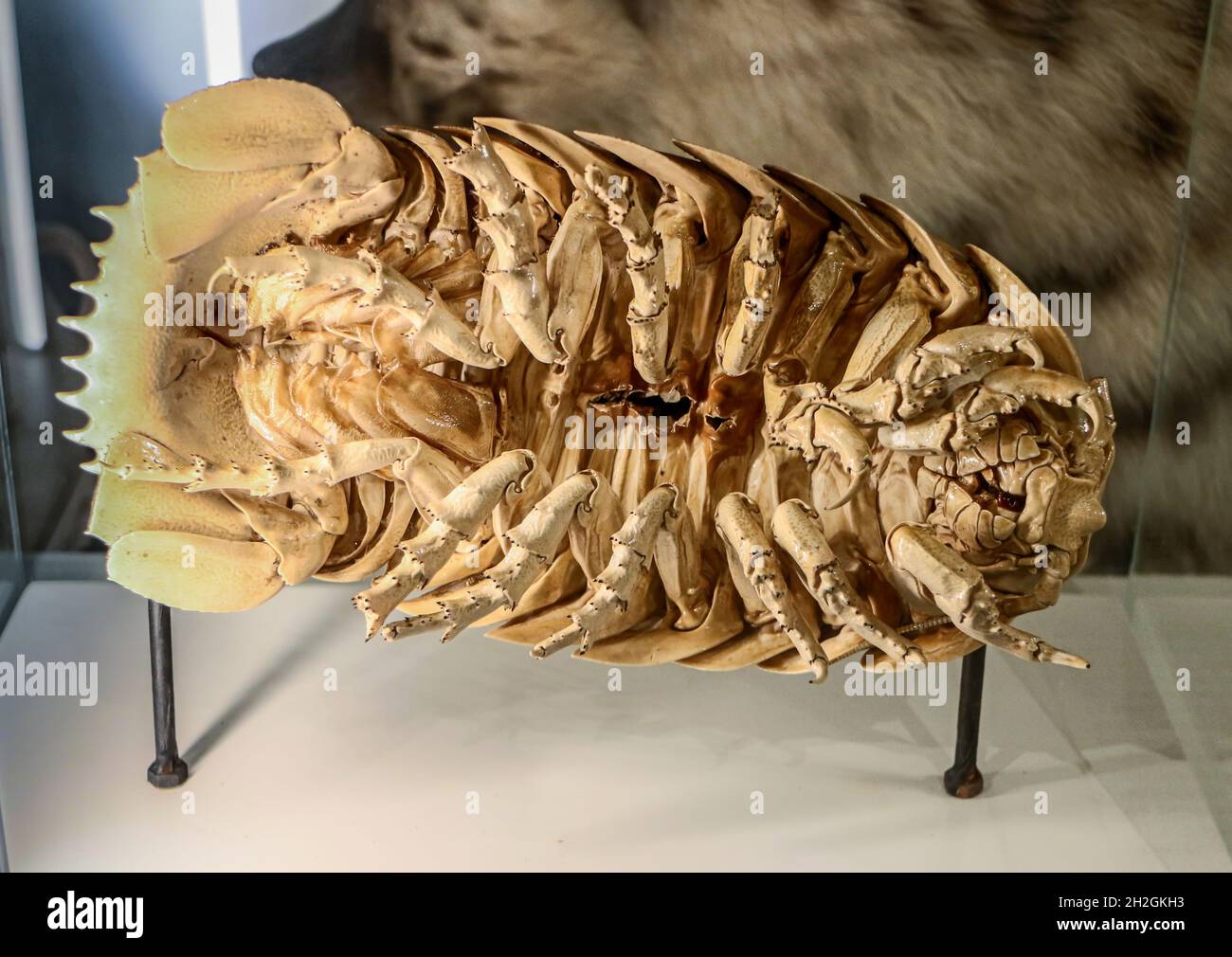 Reportage Musée d'Histoire naturelle,Palais Longchamp,Marseille : Bathynomus giganteus Banque D'Images