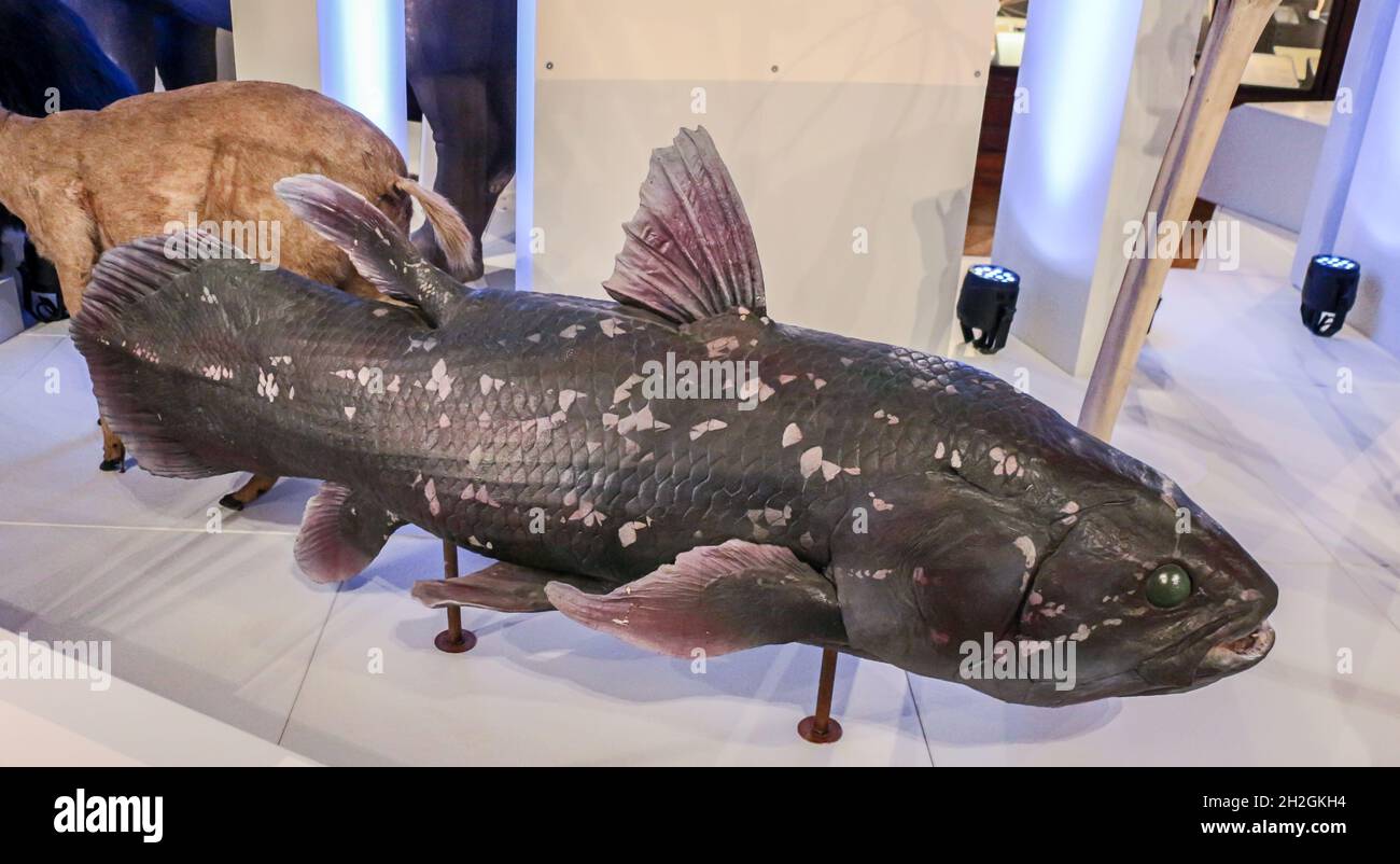 Reportage Musée d'Histoire naturelle,Palais Longchamp,Marseille : Coelacanthe (Latimeria chalumnae) Banque D'Images