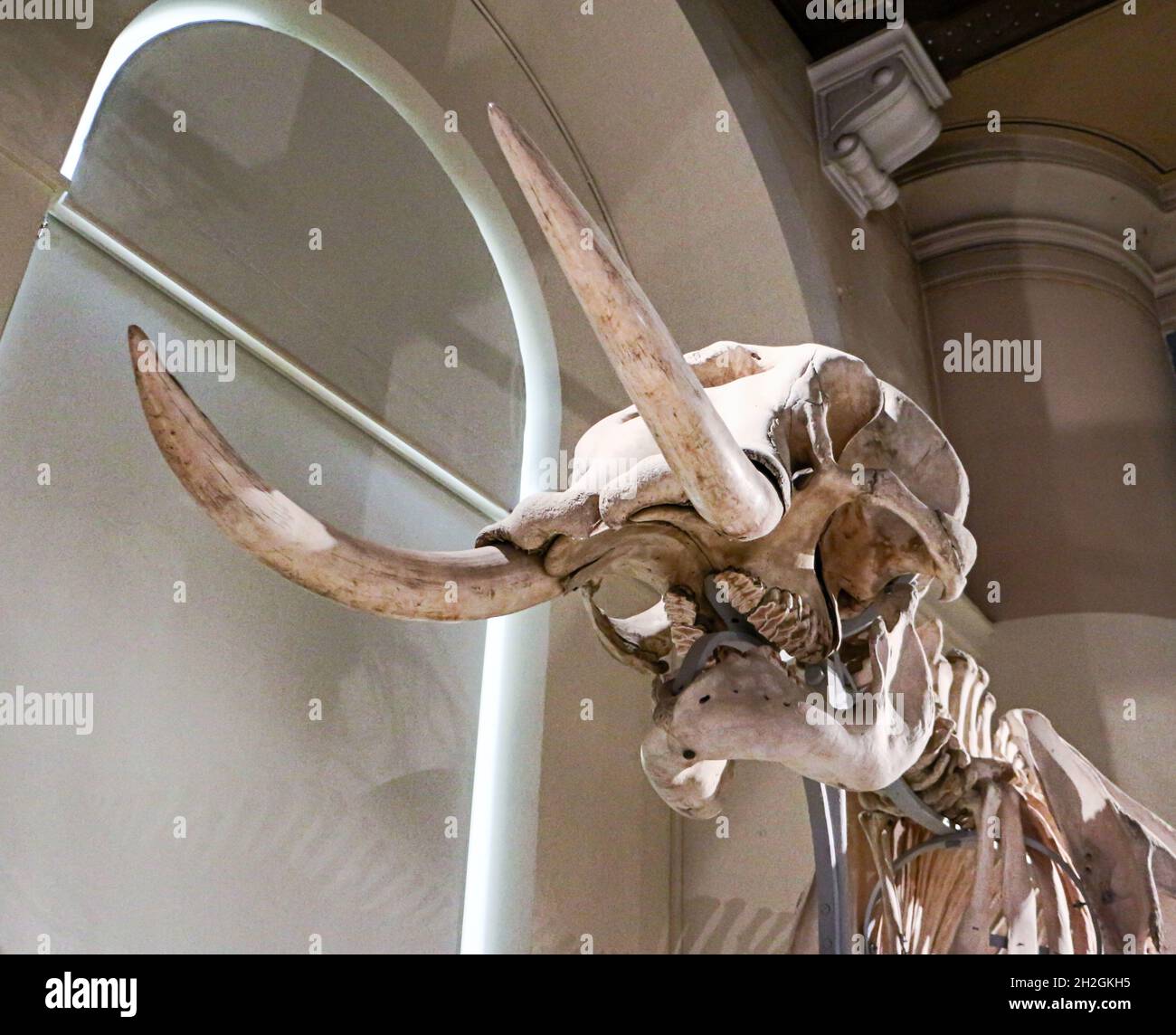 Reportage Musée d'Histoire naturelle, Palais Longchamp, Marseille Banque D'Images