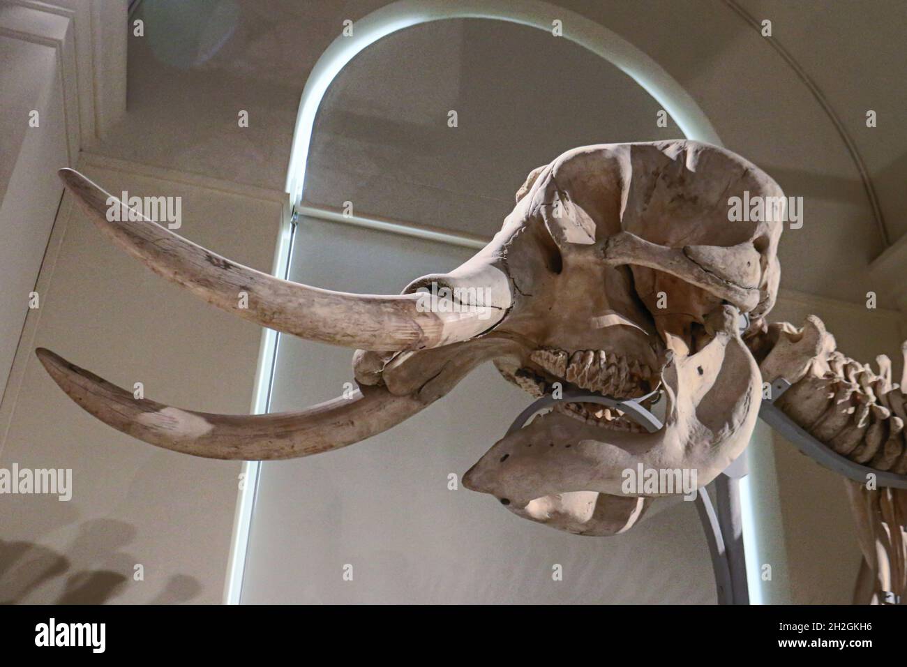 Reportage Musée d'Histoire naturelle, Palais Longchamp, Marseille Banque D'Images