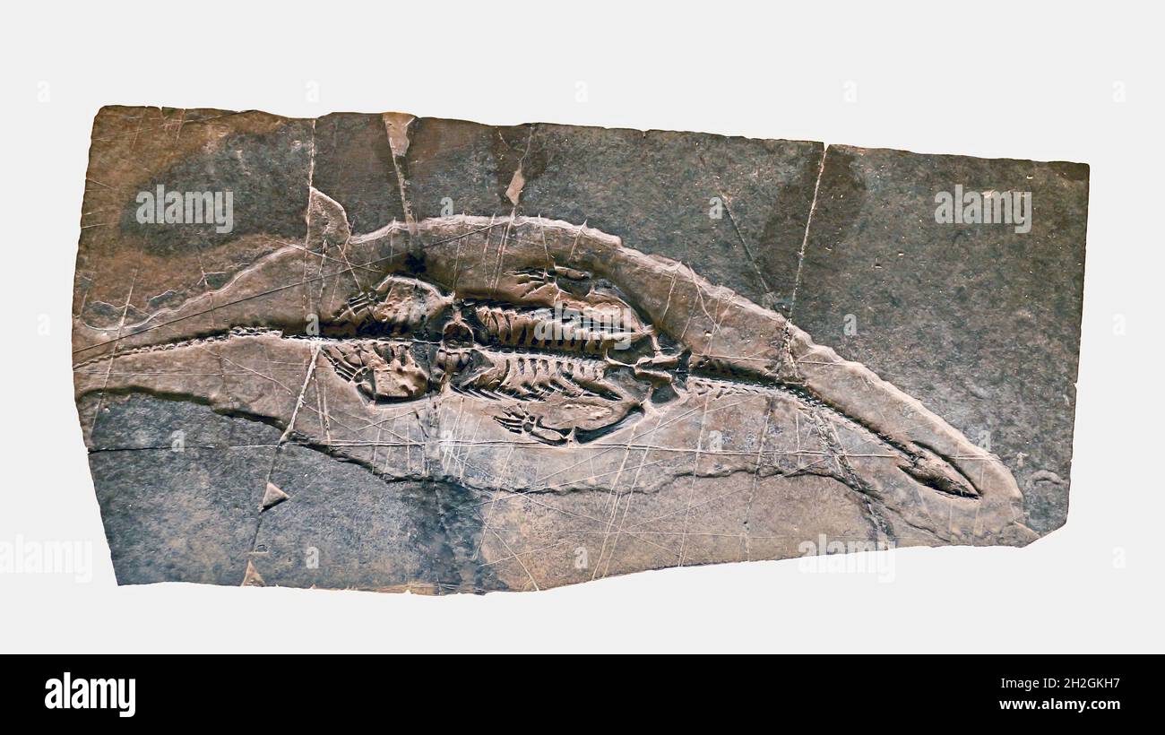 Reportage Musée d'Histoire naturelle,Palais Longchamp,Marseille : Keichosaurus Banque D'Images