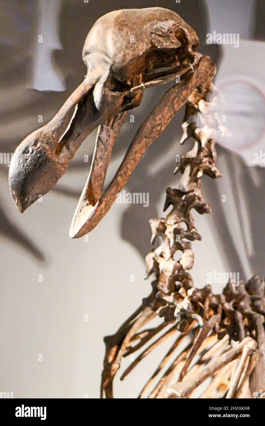 Reportage Musée d'Histoire naturelle,Palais Longchamp,Marseille : Raphus cucullatus (Dodo) Banque D'Images