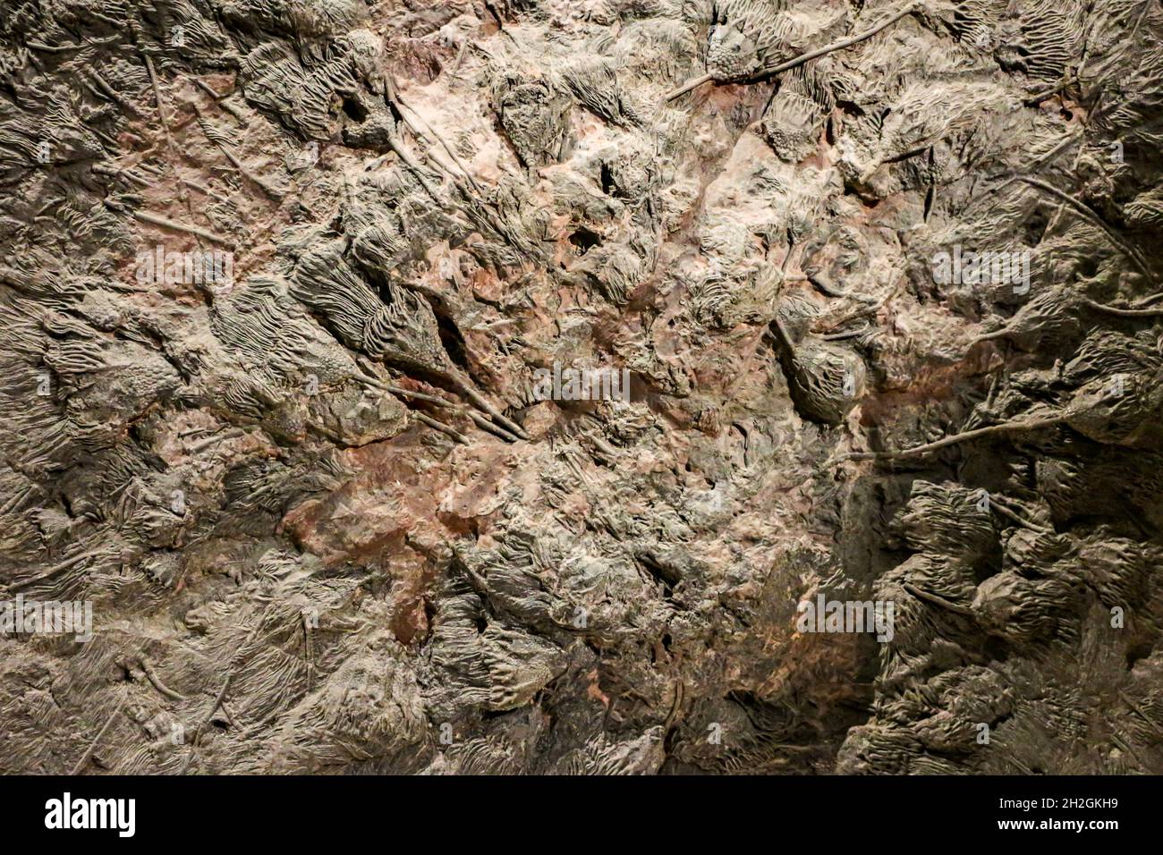 Reportage Musée d'Histoire naturelle,Palais Longchamp,Marseille :crinoïde Banque D'Images