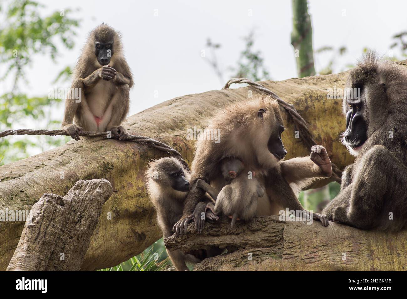 Famille de forets de mandrin de babouins prêtant un autre, Dril Mandrillus leucophaeus Cercopitecidae Banque D'Images