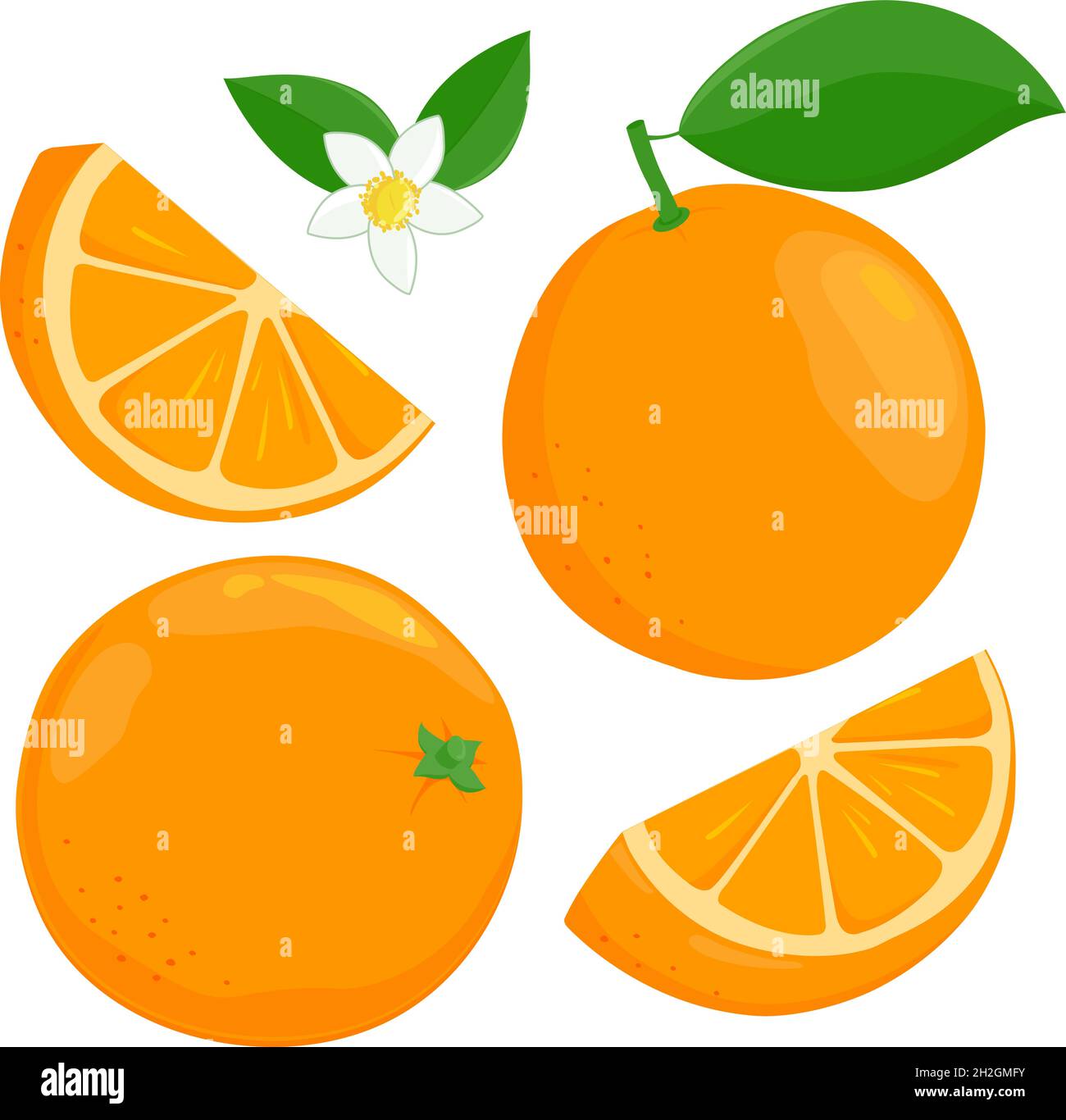 Fruits orange entiers et en tranches, fleurs et feuilles d'orange.Illustration vectorielle Illustration de Vecteur