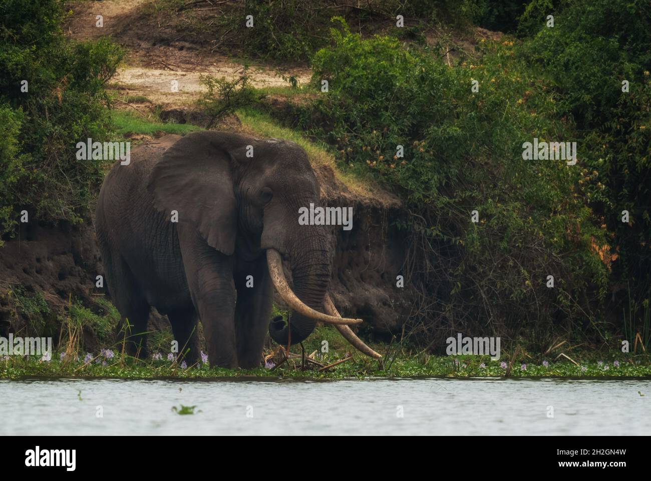 Éléphant de Bush africain - Loxodonta africana, membre emblématique des cinq grands Africains, Parc national de la Reine Elizabeth, Ouganda. Banque D'Images