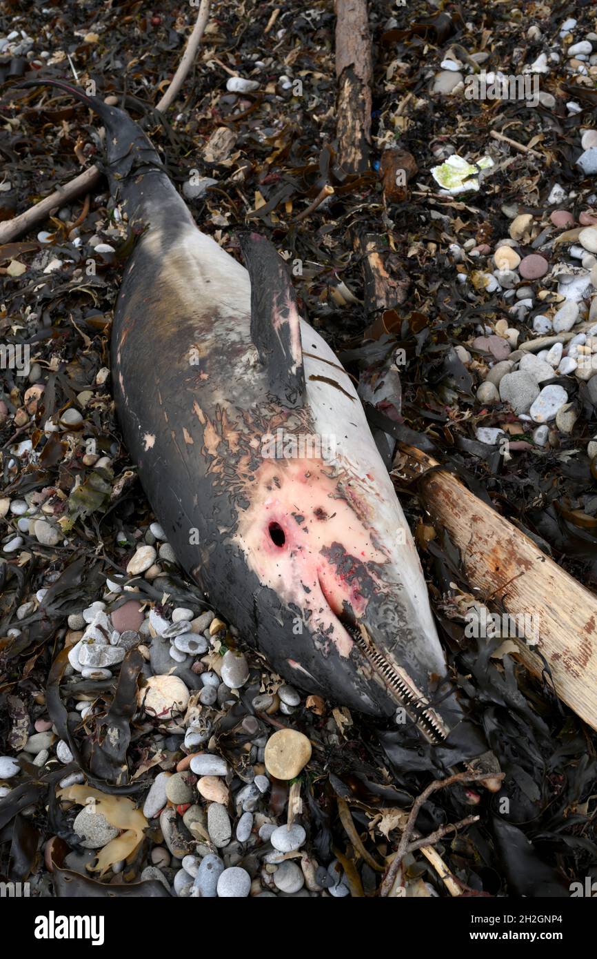 Un marsouin mort se trouve coincé à la ligne de marée haute après une tempête d'automne sur la côte galloise, dans la baie de Limeslade Banque D'Images