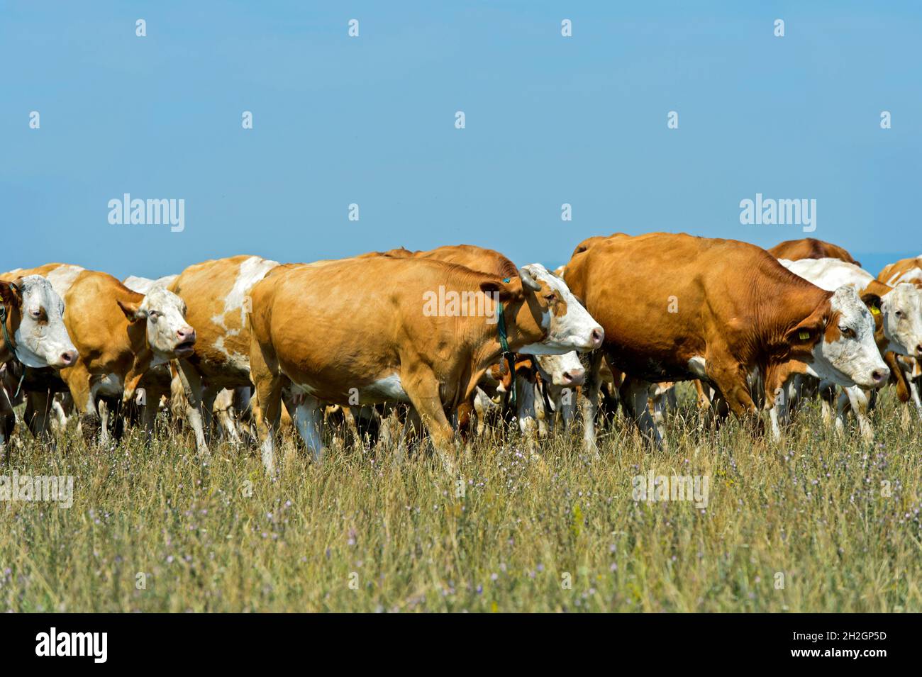 Troupeau de bovins Simmental sur un pâturage dans la zone de conservation de Langen Lacke, Neusiedlersee – Parc national Seewinkel, Apetlon, Burgenland, Autriche Banque D'Images