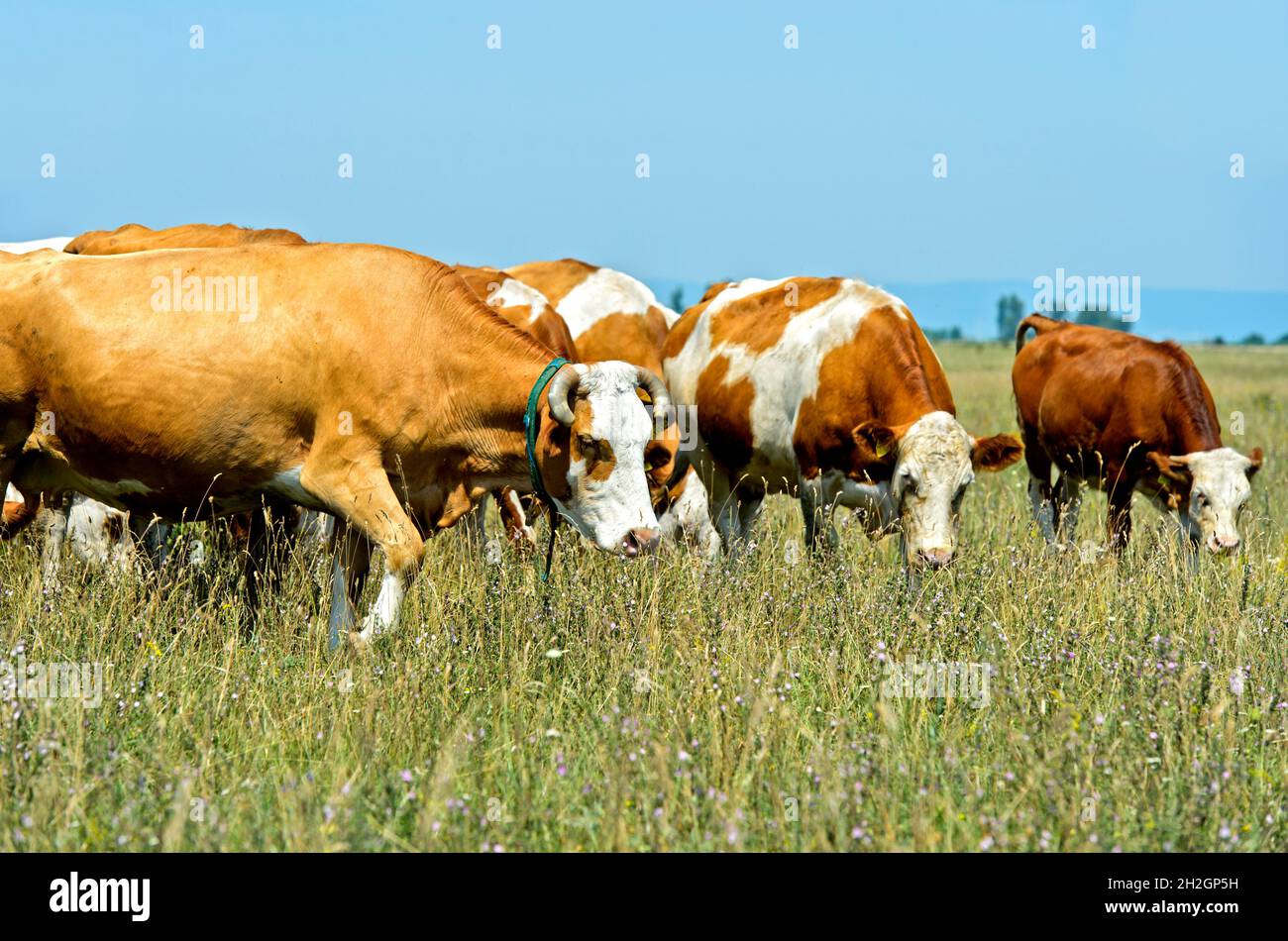 Troupeau de bovins Simmental sur un pâturage dans la zone de conservation de Langen Lacke, Neusiedlersee – Parc national Seewinkel, Apetlon, Burgenland, Autriche Banque D'Images