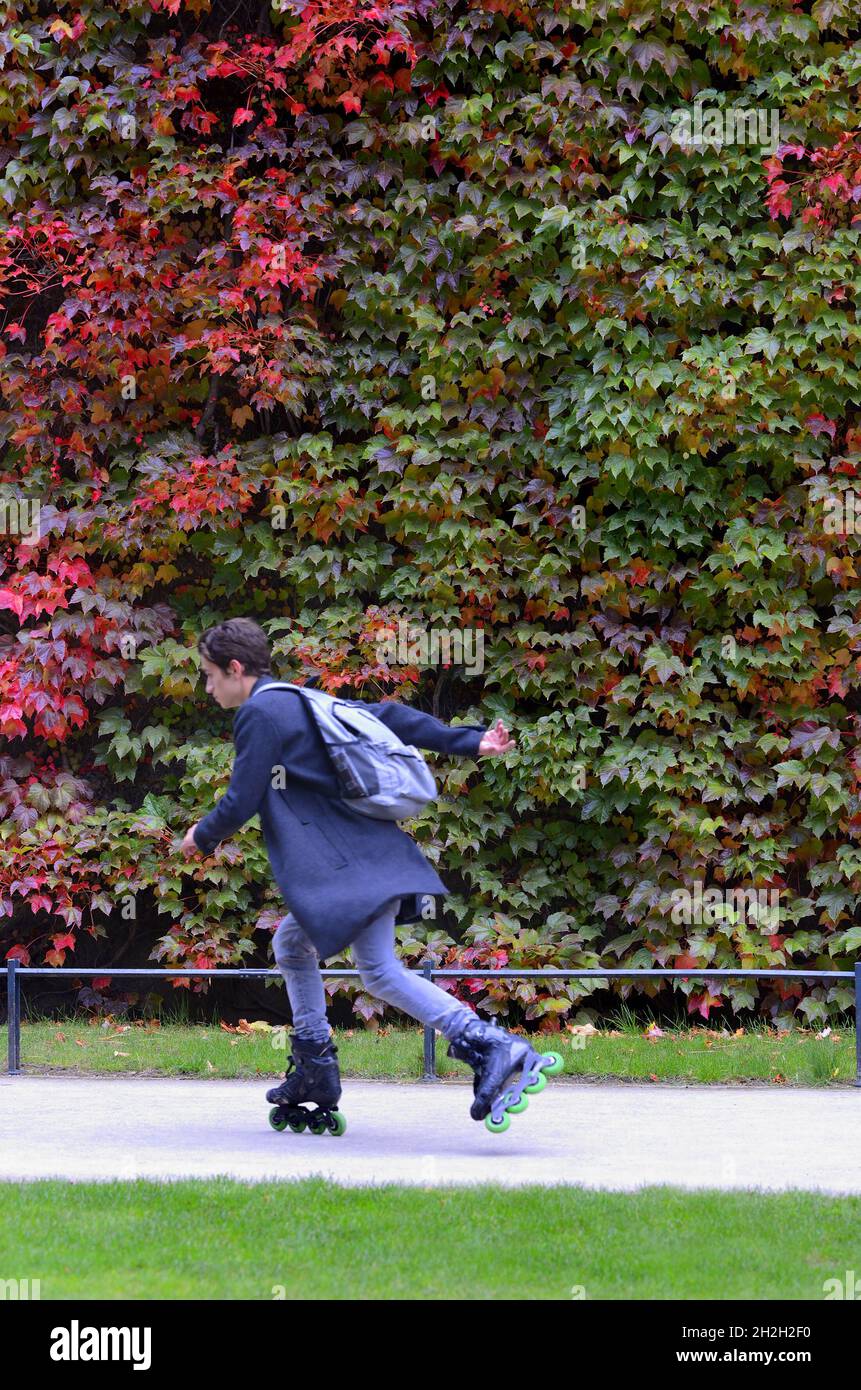 Londres, Angleterre, Royaume-Uni.Virginia Creeper (Parthenocissus quinquefolia) sur le mur de la Citadelle d'Amirauté dans la parade des gardes à cheval.Changement de couleur de Banque D'Images