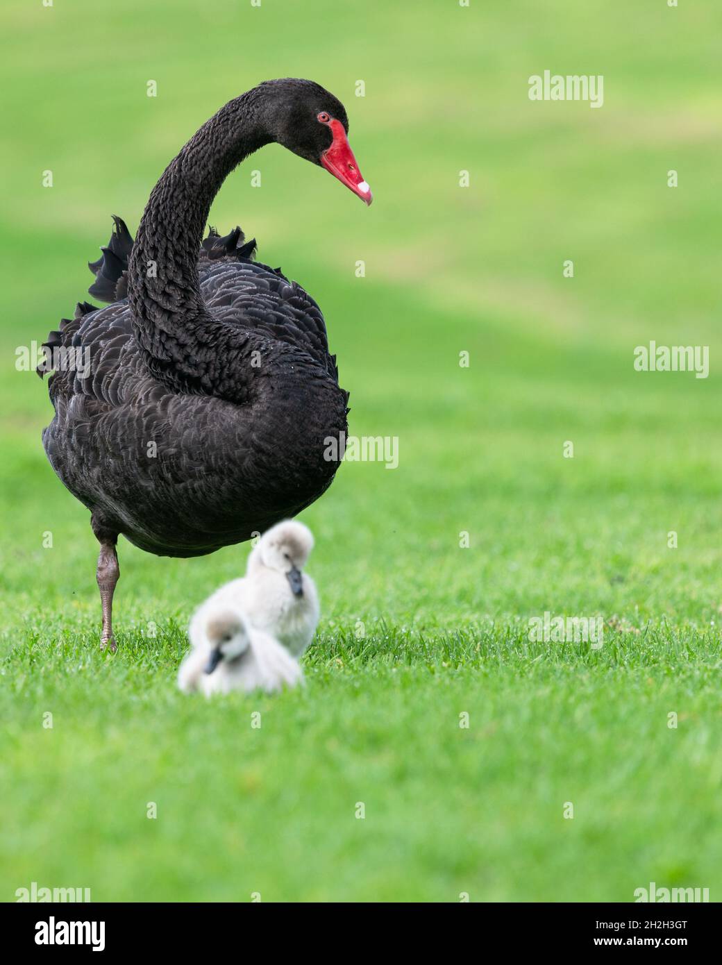 Fier Cygne Noir Regardant A La Recherche De Cygnes De Bebe Denets Sur L Herbe Format Vertical Photo Stock Alamy