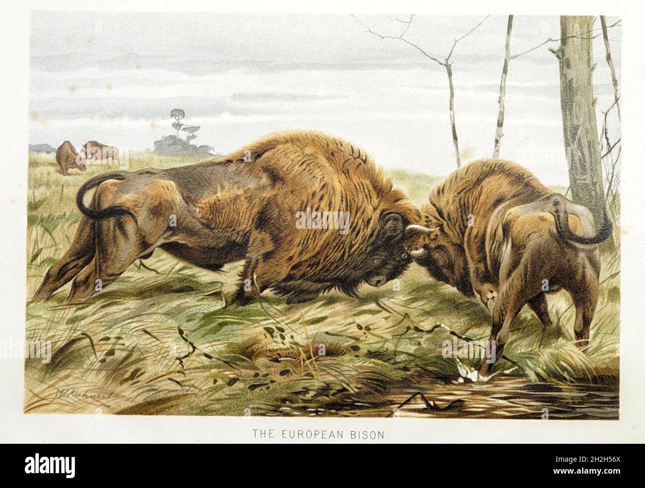 Le Bison Europeen Bison Bonasus Ou Le Bison Des Bois Europeen Egalement Connu Sous Le Nom De Wisent Ou De Zubr Ou En Commun Le Bison Europeen Est Une Espece Europeenne De