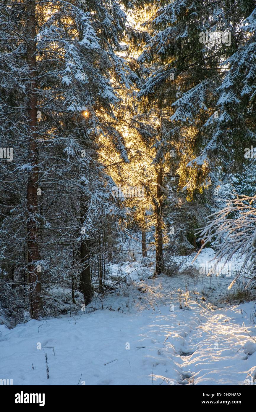 Des rayons de soleil qui brillent à travers les branches dans une forêt enneigée Banque D'Images