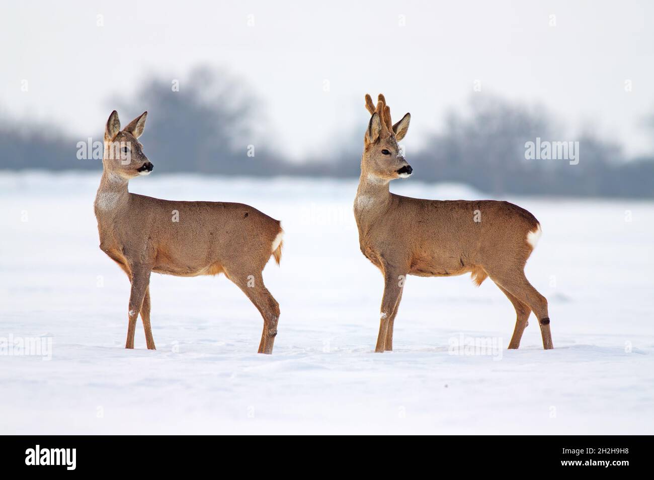 Cerf de Virginie Capranolus capranolus en hiver sur la neige. Banque D'Images