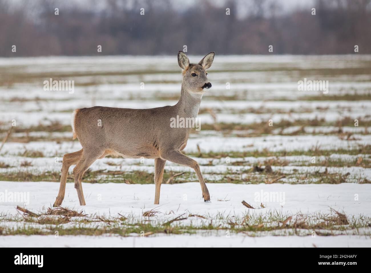 Cerf de Virginie Capranolus capranolus en hiver sur la neige. Banque D'Images