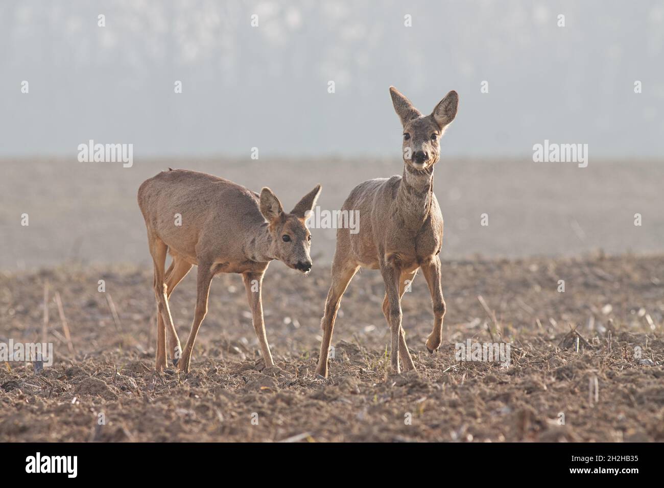 Capranolus capranolus, deux Roe Deer marchant Banque D'Images