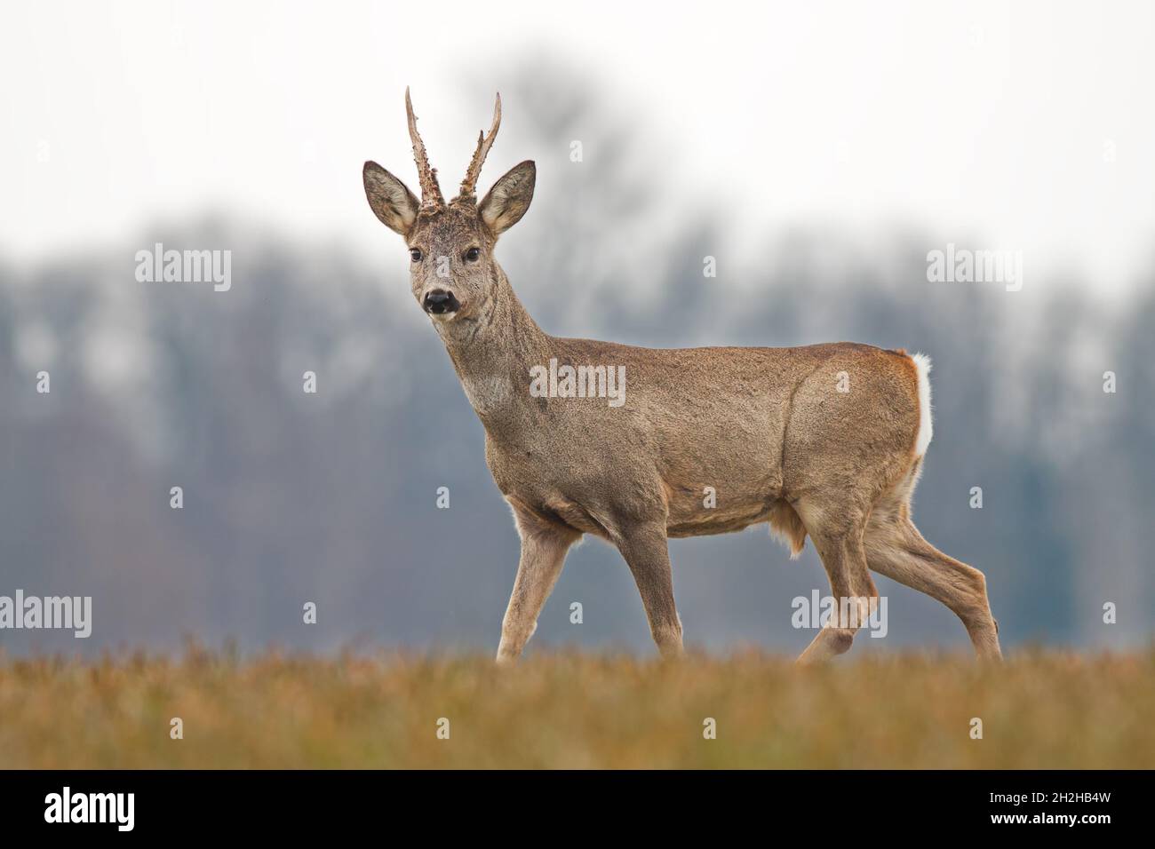 Chevreuil buck au printemps avec de nouveaux bois Banque D'Images