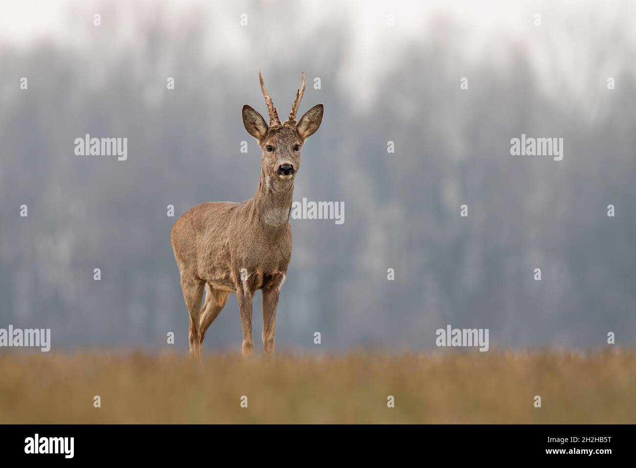 Cerf de Virginie au printemps avec de nouveaux bois, Banque D'Images