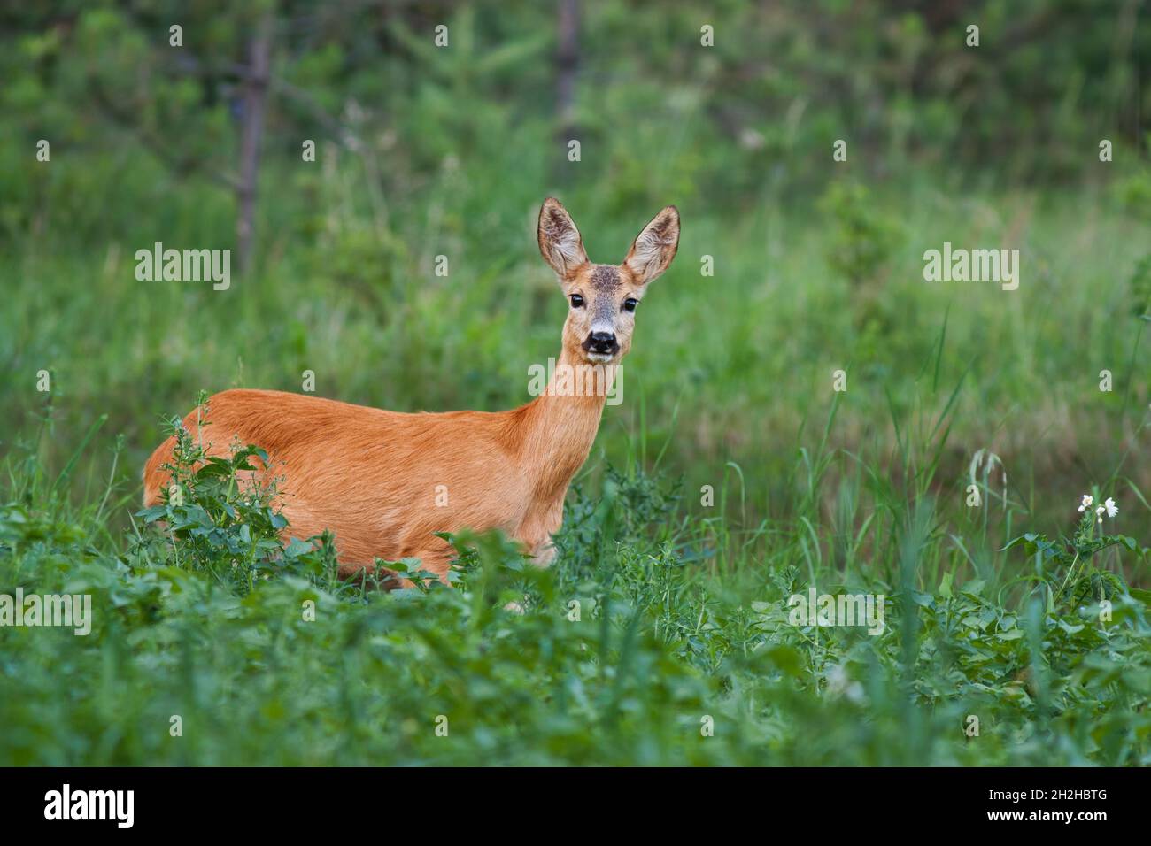 Cerf de Virginie, Capranolus capranolus, Doe dans un pré vert. Banque D'Images