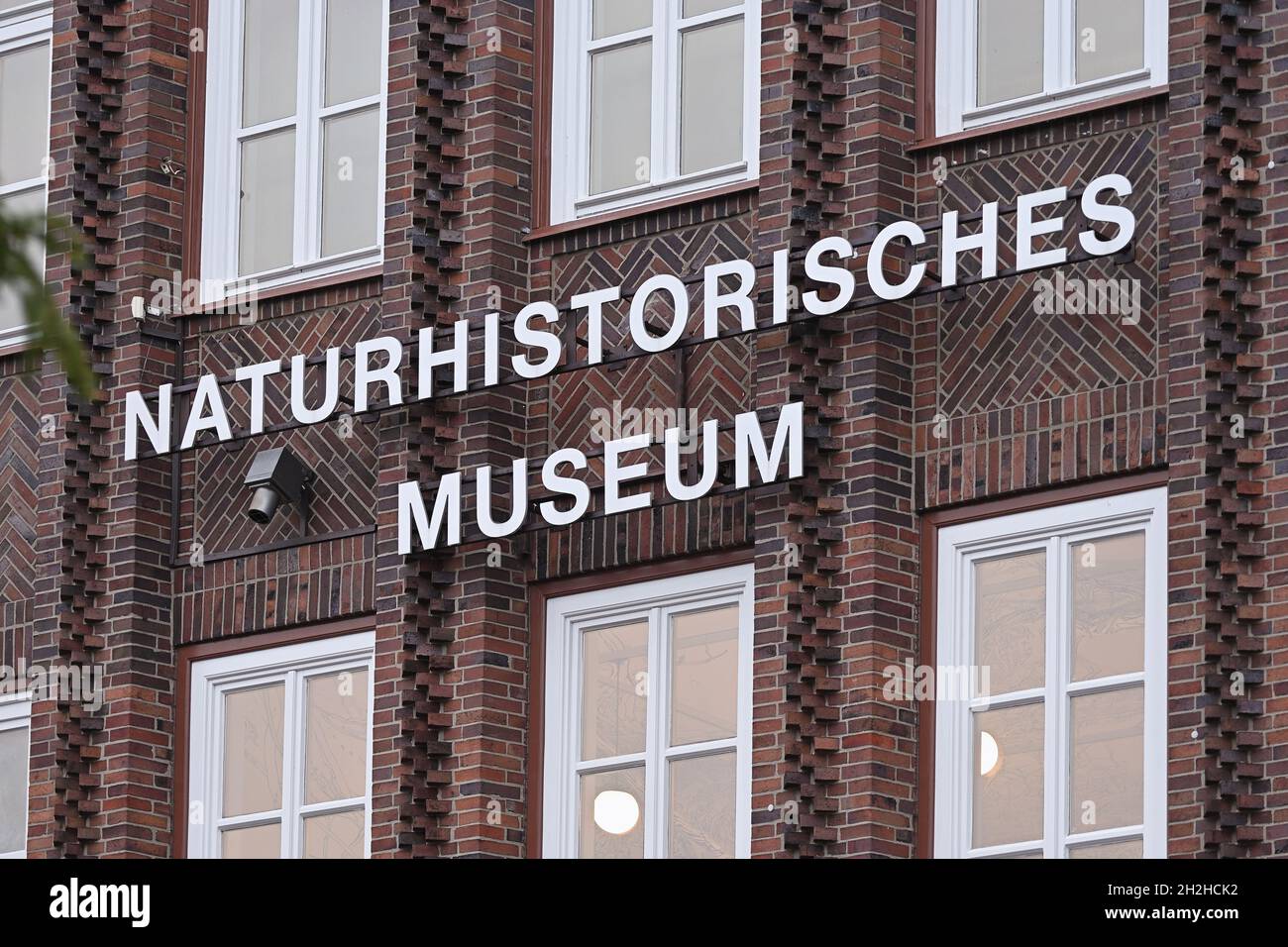 Musée Naturhistorisches Braunschweig, Musée national d'Histoire naturelle de Braunschweig, Allemagne.Musée scientifique de zoologie, fondé en 1754. Banque D'Images
