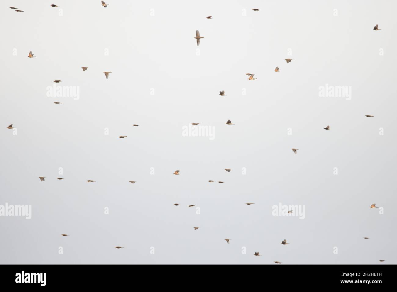 Des troupeaux de Redwing (Turdus iliacus) survolant ayant été arrivés de l'autre côté de la mer du Nord Strumpshaw Fen Norfolk GB UK octobre 2021 Banque D'Images