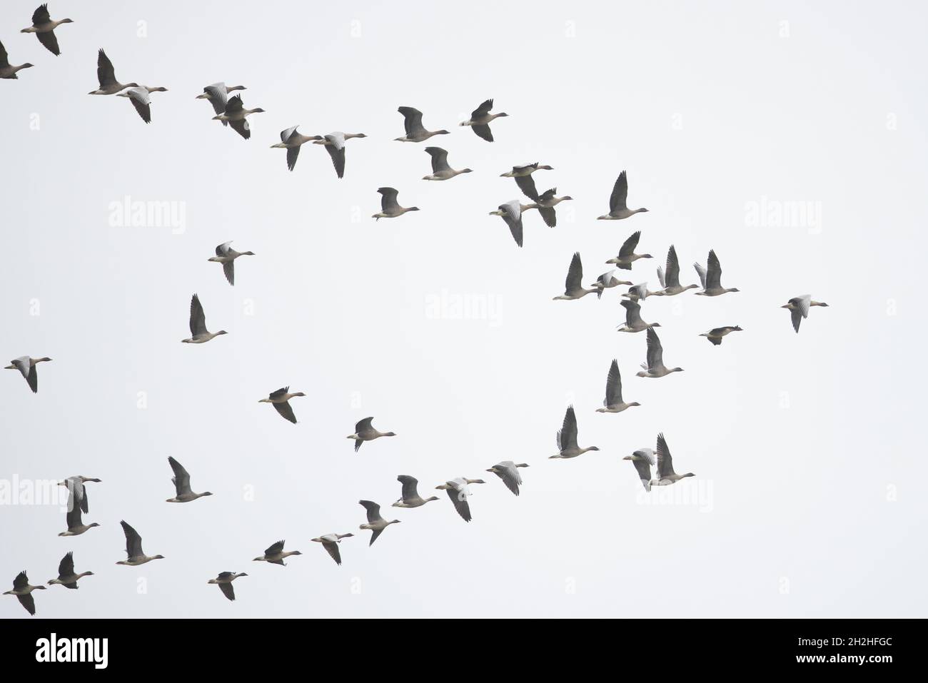 La Bernache à pieds roses (Anser barchyrhynchus) a troupeau CLEY Norfolk GB UK octobre 2021 Banque D'Images