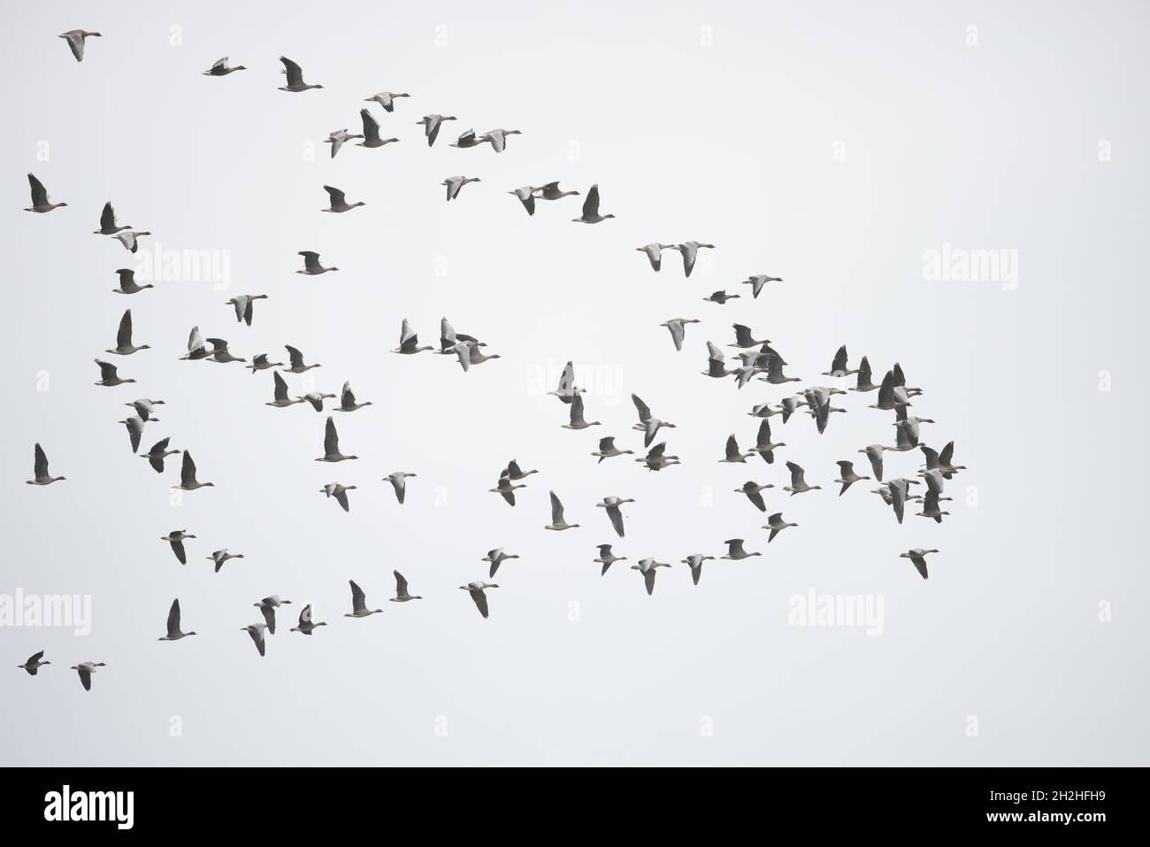 La Bernache à pieds roses (Anser barchyrhynchus) a troupeau CLEY Norfolk GB UK octobre 2021 Banque D'Images