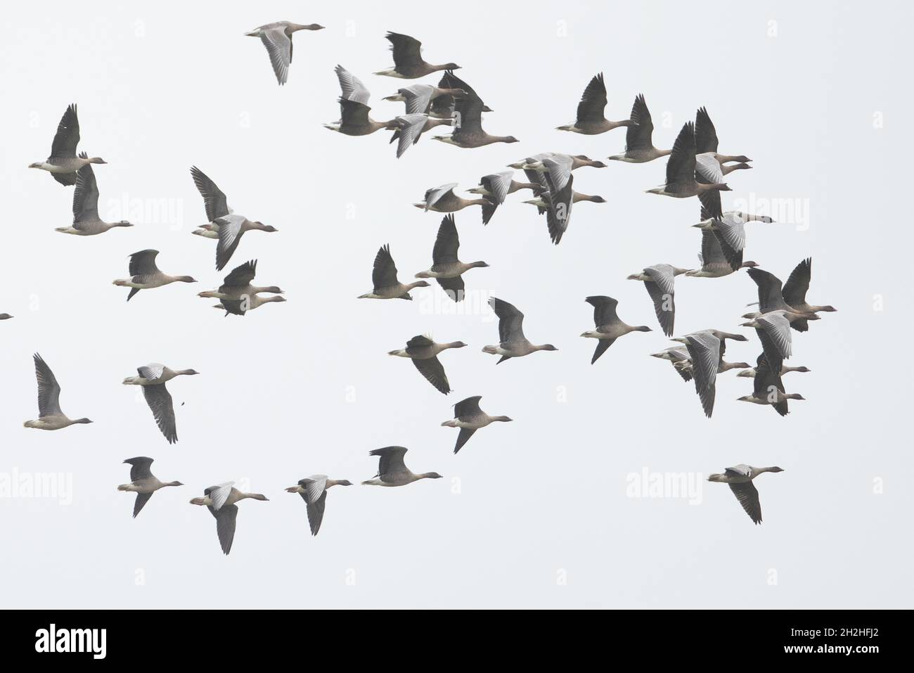 La Bernache à pieds roses (Anser barchyrhynchus) a troupeau CLEY Norfolk GB UK octobre 2021 Banque D'Images