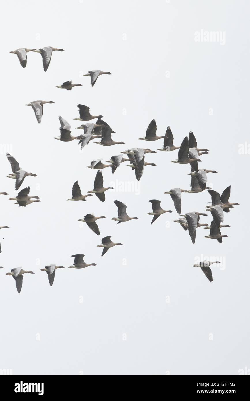 La Bernache à pieds roses (Anser barchyrhynchus) a troupeau CLEY Norfolk GB UK octobre 2021 Banque D'Images