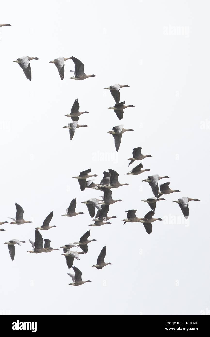 La Bernache à pieds roses (Anser barchyrhynchus) a troupeau CLEY Norfolk GB UK octobre 2021 Banque D'Images