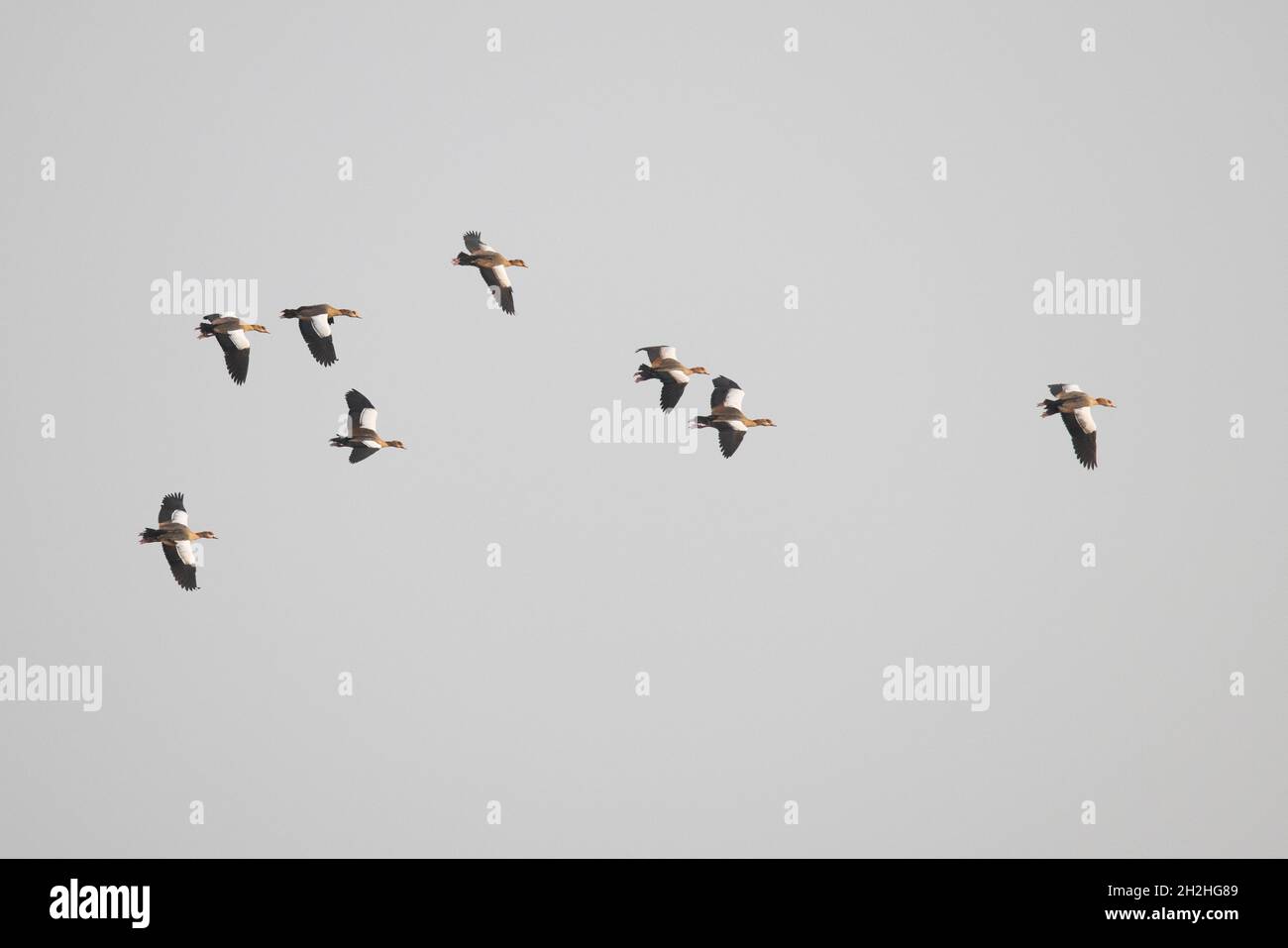 Egyptian Goose (Alopochen aegyptiacus) flcok volant Strumpshaw Fen Norfolk UK GB octobre 2021 Banque D'Images