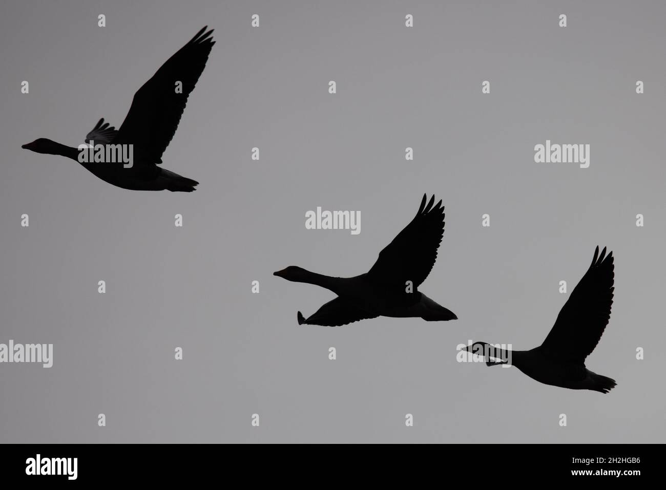La Grylag Goose (Anser anser) flock volant en silhouette Strumpshaw Fen Norfolk UK GB octobre 2021 Banque D'Images