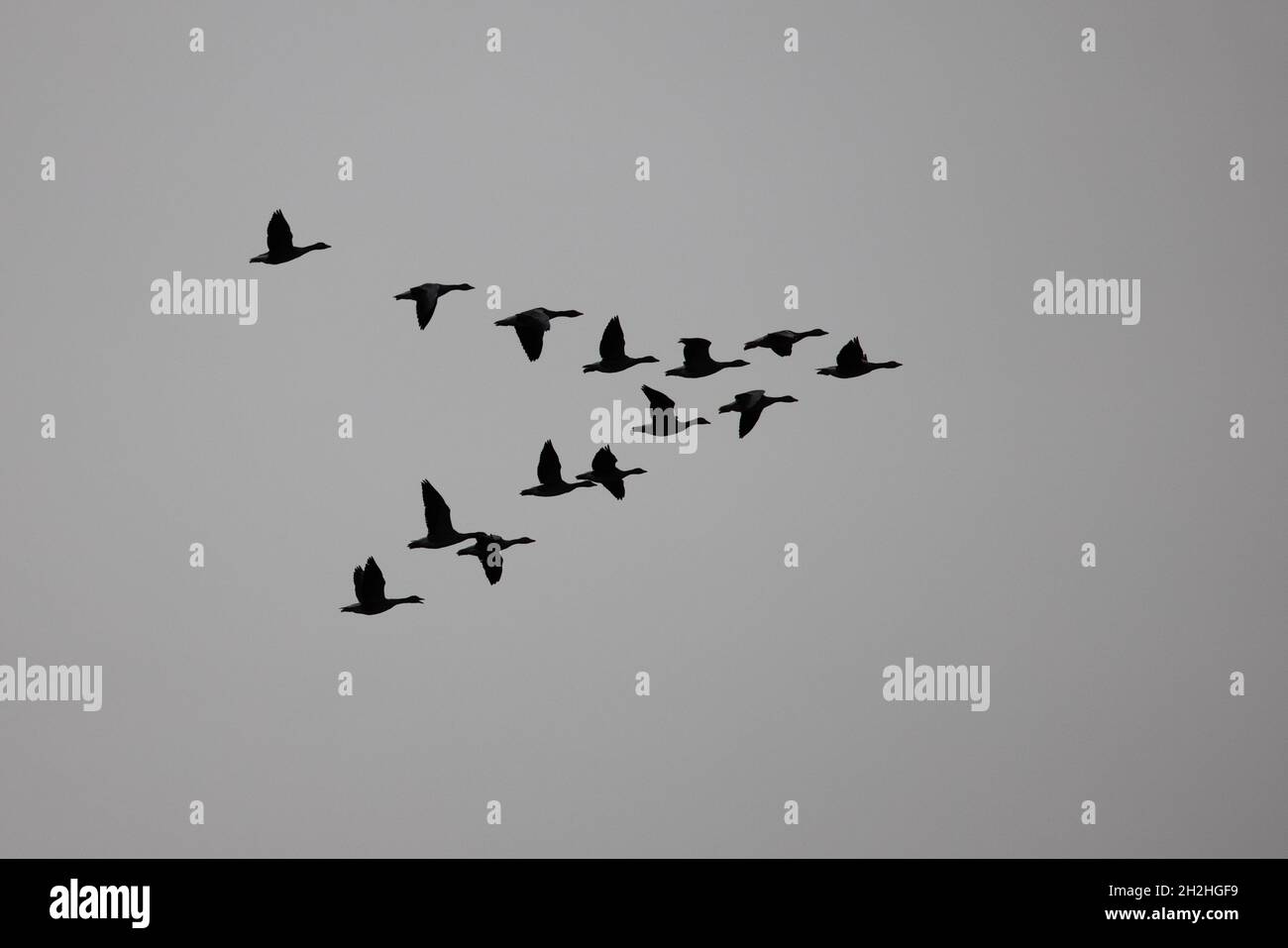 La Grylag Goose (Anser anser) flock volant en silhouette Strumpshaw Fen Norfolk UK GB octobre 2021 Banque D'Images