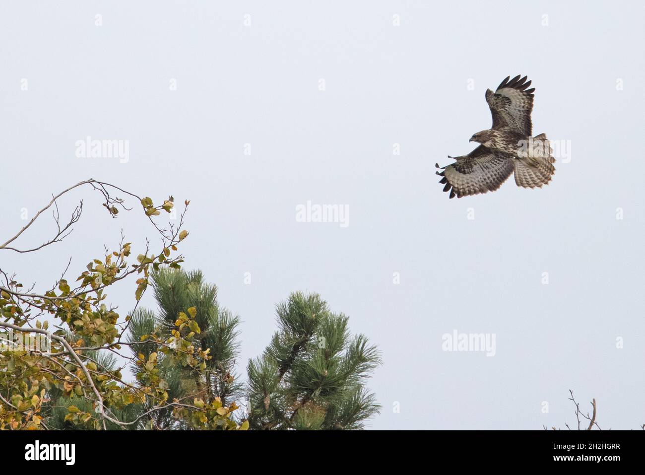 Le Buzzard commun (Buteo buteo) débarque sur terre Waxham Norfolk UK GB octobre 2021 Banque D'Images