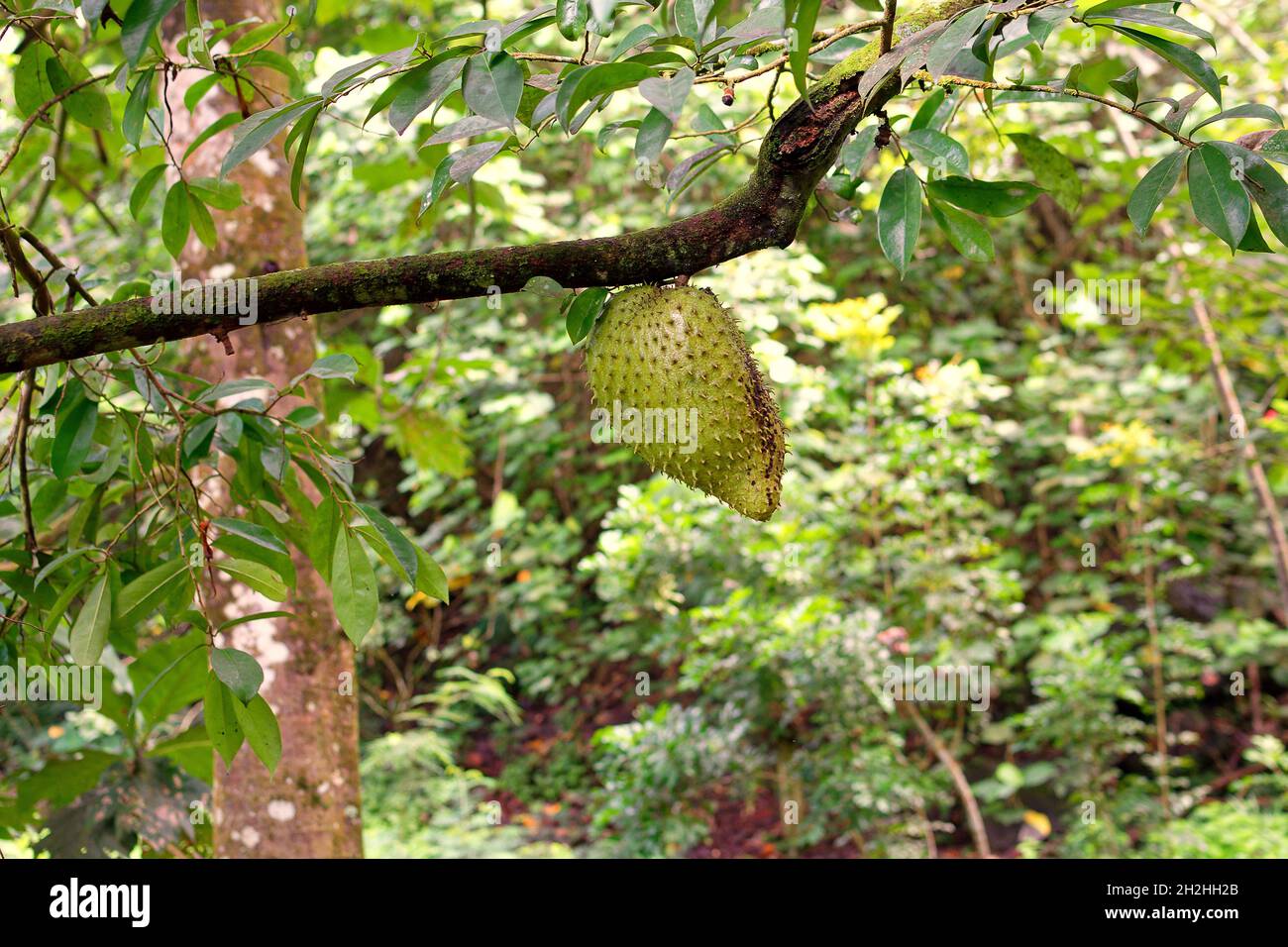 Îles Marquises, Nuku Hiva, Polynésie française : soursop (annona muricata) sur un arbre Banque D'Images