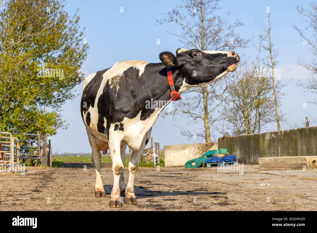 Vache hurlante debout, cou étiré dans une cour de ferme sur un chemin, totalement en vue Banque D'Images