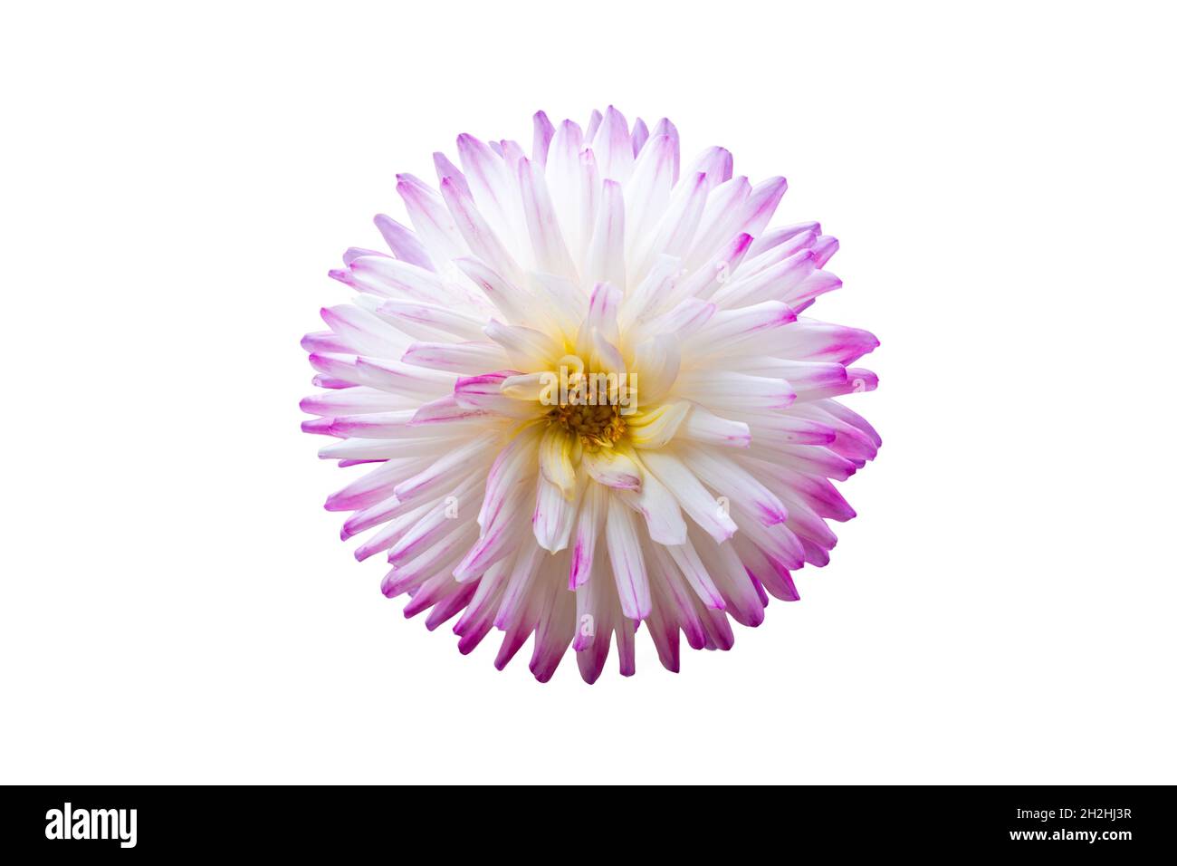 Fleur de Dahlia véritable isolée sur blanc.Gros plan de fleur isolée avec des pétales de violet et de blanc Banque D'Images