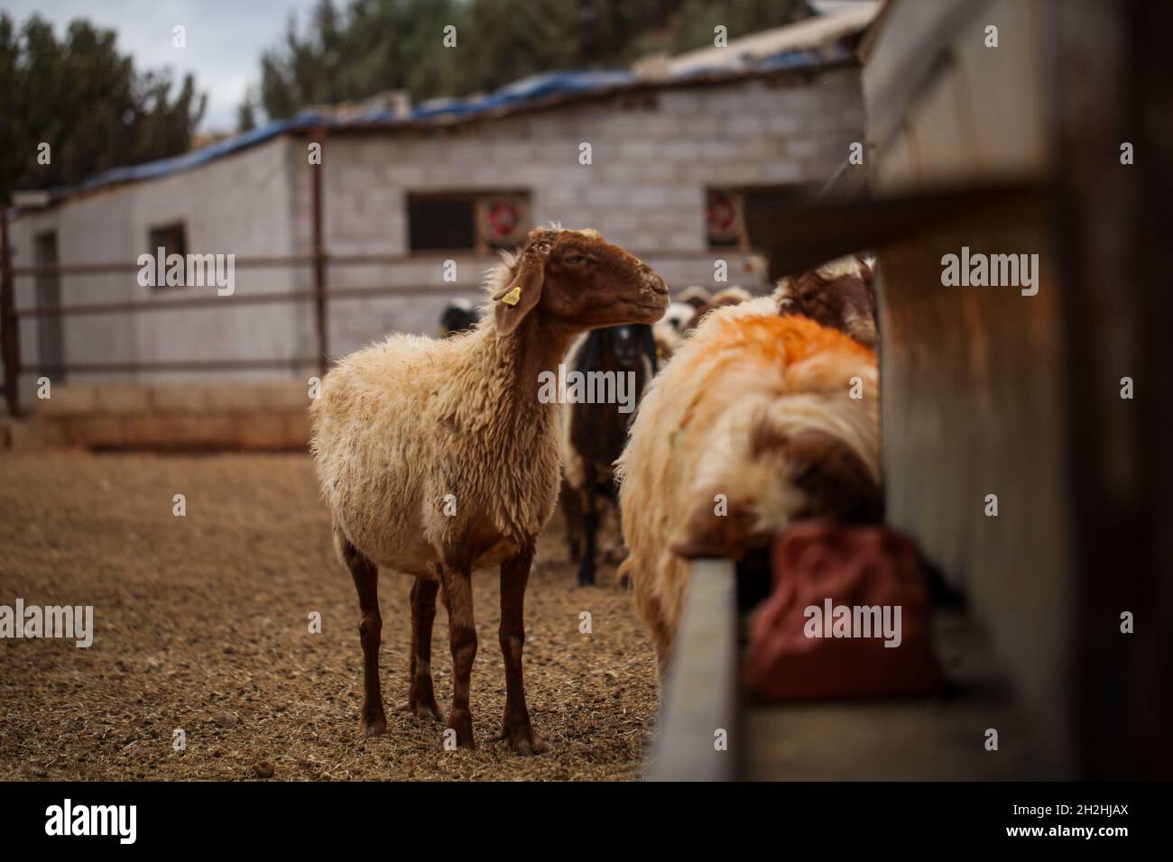 17 octobre 2021, Gaziantep, Anatolie, Turquie : Gaziantep,Turquie.19 octobre 2021.Moutons dans les fermes œGrand dans la ville de Gaziantep, dans le sud de la Turquie.La ferme reproduit des chèvres, des moutons et des poulets, et produit un grand nombre d'oeufs à aire libre.La ferme, qui cultive également des champignons et produit des fourrages pour animaux, s'engage à protéger l'environnement et à assurer la durabilité.L'entreprise est un exemple d'intégration réussie des Syriens qui s'installent en Turquie après avoir fui le conflit dans leur pays d'origine (Credit image: © Zakariya Yahya/IMAGESLIVE via ZUMA Press Wire) Banque D'Images
