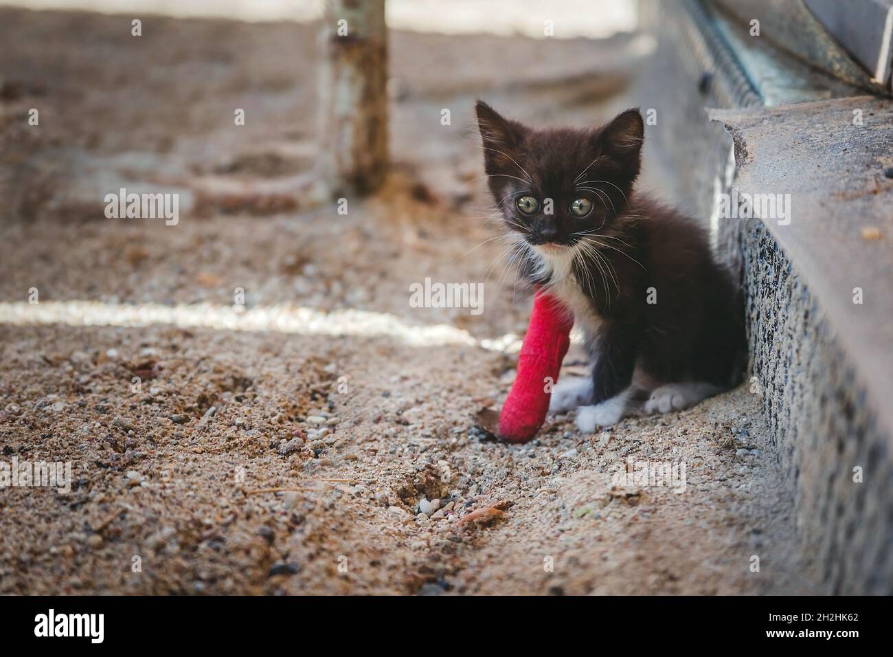 Chaton blessé à la jambe en plâtre rouge.Concept de santé animale Banque D'Images