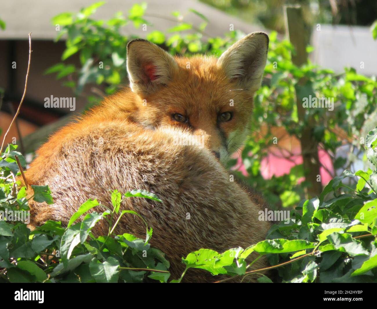 Fox Banque D'Images
